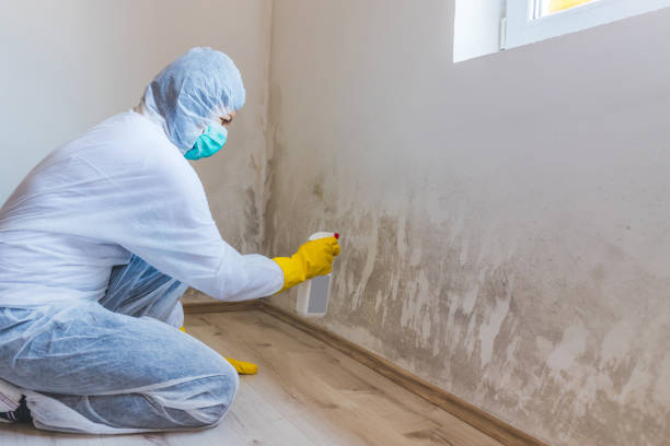 Professional mold removal team in Bonita Springs